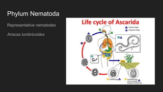 Phylum Nematoda
Representative nematodes
Ariscas lumbricoides
 