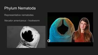 Phylum Nematoda
Representative nematodes
Necator americanus - hookworm
 