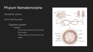 Phylum Nematomorpha
Horsehair worms
Form and function
- Digestive system
- Vestigial
- Larval forms absorb all nutrients
from hosts
- Adults absorb nutrients from the
water
 