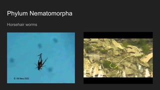 Phylum Nematomorpha
Horsehair worms
 