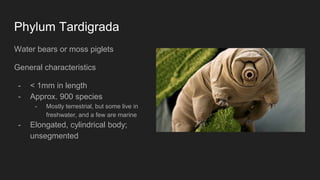 Phylum Tardigrada
Water bears or moss piglets
General characteristics
- < 1mm in length
- Approx. 900 species
- Mostly terrestrial, but some live in
freshwater, and a few are marine
- Elongated, cylindrical body;
unsegmented
 