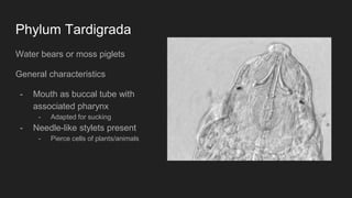 Phylum Tardigrada
Water bears or moss piglets
General characteristics
- Mouth as buccal tube with
associated pharynx
- Adapted for sucking
- Needle-like stylets present
- Pierce cells of plants/animals
 
