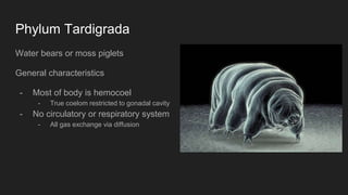 Phylum Tardigrada
Water bears or moss piglets
General characteristics
- Most of body is hemocoel
- True coelom restricted to gonadal cavity
- No circulatory or respiratory system
- All gas exchange via diffusion
 