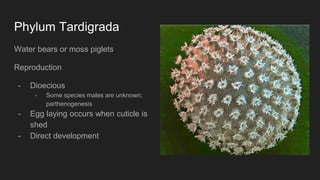 Phylum Tardigrada
Water bears or moss piglets
Reproduction
- Dioecious
- Some species males are unknown;
parthenogenesis
- Egg laying occurs when cuticle is
shed
- Direct development
 