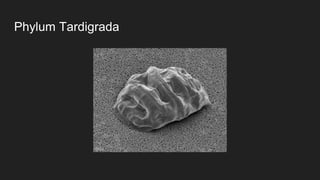 Phylum Tardigrada
 