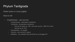 Phylum Tardigrada
Water bears or moss piglets
Hard to kill
- Cryptobiosis - can survive
- Anhydrobiosis - desiccation resistance
- Cryobiosis - temperature resistance
- Survive for years at -18C, can even survive -196C for a time
- Survive up to 151C
- Anyoxybiosis - no oxygen
- Vacuum - can survive in space
- Radiation - Ion radiation that would kill us is shrugged off
 
