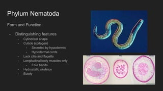 Phylum Nematoda
Form and Function
- Distinguishing features
- Cylindrical shape
- Cuticle (collagen)
- Secreted by hypodermis
- Hypodermal cords
- Lack cilia and flagella
- Longitudinal body muscles only
- Four bands
- Hydrostatic skeleton
- Eutely
 