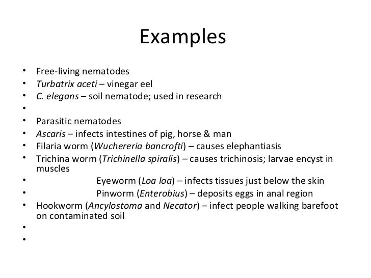 are nematodes segmented