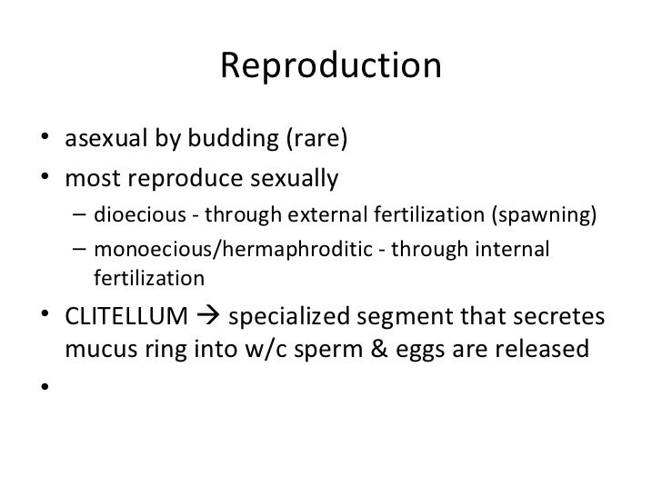 are nematodes segmented