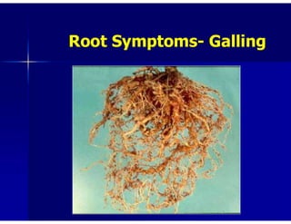 nematode.pdf
