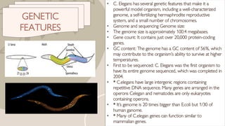 The model oraganism nematode c.elegans neurology | PDF