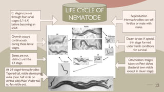 The model oraganism nematode c.elegans neurology | PDF