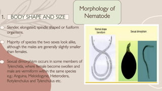 The model oraganism nematode c.elegans neurology | PDF