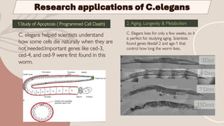 The model oraganism nematode c.elegans neurology | PDF