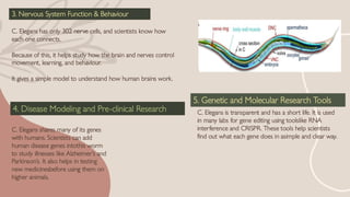 The model oraganism nematode c.elegans neurology | PDF