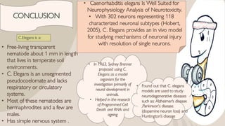 Simple Roganism Model The model oraganism nematode c.elegans neurology | PDF