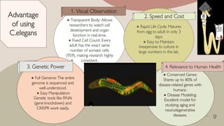 The model oraganism nematode c.elegans neurology | PDF