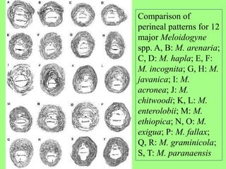 Comparison of
perineal patterns for 12
major Meloidogyne
spp. A, B: M. arenaria;
C, D: M. hapla; E, F:
M. incognita; G, H: M.
javanica; I: M.
acronea; J: M.
chitwoodi; K, L: M.
enterolobii; M: M.
ethiopica; N, O: M.
exigua; P: M. fallax;
Q, R: M. graminicola;
S, T: M. paranaensis
 