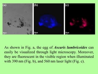As shown in Fig. a, the egg of Ascaris lumbricoides can
easily be visualized through light microscopy. Moreover,
they are fluorescent in the visible region when illuminated
with 390 nm (Fig. b), and 560 nm laser light (Fig. c).
 