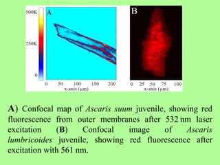 A) Confocal map of Ascaris suum juvenile, showing red
fluorescence from outer membranes after 532 nm laser
excitation (B) Confocal image of Ascaris
lumbricoides juvenile, showing red fluorescence after
excitation with 561 nm.
 