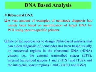 DNA Based Analysis
Ribosomal DNA
A vast amount of examples of nematode diagnosis has
mostly been based on amplification of target DNA by
PCR using species-specific primers.
One of the approaches to design DNA-based markers that
can aided diagnosis of nematodes has been based usually
on conserved regions in the ribosomal DNA (rDNA)
cistron, i.e., the external transcribed spacer (ETS),
internal transcribed spacers 1 and 2 (ITS1 and ITS2), and
the intergenic spacer regions 1 and 2 (IGS1 and IGS2)
 