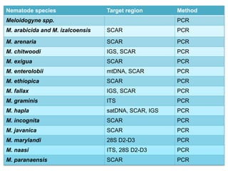 Nematode species Target region Method
Meloidogyne spp. PCR
M. arabicida and M. izalcoensis SCAR PCR
M. arenaria SCAR PCR
M. chitwoodi IGS, SCAR PCR
M. exigua SCAR PCR
M. enterolobii mtDNA, SCAR PCR
M. ethiopica SCAR PCR
M. fallax IGS, SCAR PCR
M. graminis ITS PCR
M. hapla satDNA, SCAR, IGS PCR
M. incognita SCAR PCR
M. javanica SCAR PCR
M. marylandi 28S D2-D3 PCR
M. naasi ITS, 28S D2-D3 PCR
M. paranaensis SCAR PCR
 