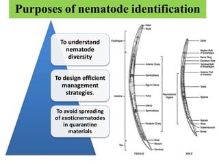 Purposes of nematode identification
To understand
nematode
diversity
To design efficient
management
strategies.
To avoid spreading
of exoticnematodes
in quarantine
materials
 