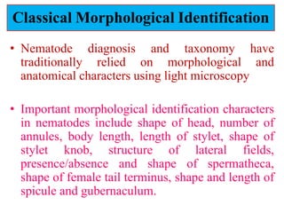 Classical Morphological Identification
• Nematode diagnosis and taxonomy have
traditionally relied on morphological and
anatomical characters using light microscopy
• Important morphological identification characters
in nematodes include shape of head, number of
annules, body length, length of stylet, shape of
stylet knob, structure of lateral fields,
presence/absence and shape of spermatheca,
shape of female tail terminus, shape and length of
spicule and gubernaculum.
 