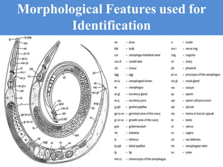 Morphological Features used for
Identification
 