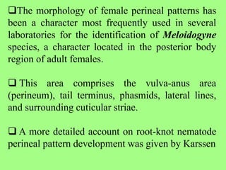 The morphology of female perineal patterns has
been a character most frequently used in several
laboratories for the identification of Meloidogyne
species, a character located in the posterior body
region of adult females.
 This area comprises the vulva-anus area
(perineum), tail terminus, phasmids, lateral lines,
and surrounding cuticular striae.
 A more detailed account on root-knot nematode
perineal pattern development was given by Karssen
 