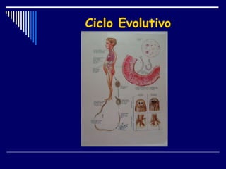 Ciclo Evolutivo 