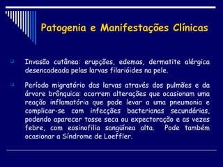 Patogenia e Manifestações Clínicas Invasão cutânea: erupções, edemas, dermatite alérgica desencadeada pelas larvas filarióides na pele. Período migratório das larvas através dos pulmões e da árvore brônquica: ocorrem alterações que ocasionam uma reação inflamatória que pode levar a uma pneumonia e complicar-se com infecções bacterianas secundárias, podendo aparecer tosse seca ou expectoração e as vezes febre, com eosinofilia sangüínea alta.  Pode também ocasionar a Síndrome de Loeffler. 