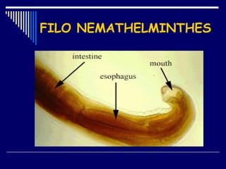 FILO NEMATHELMINTHES 