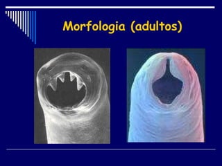 Morfologia (adultos) 