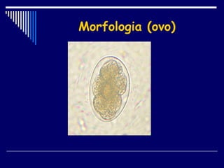 Morfologia (ovo) 