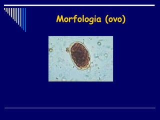 Morfologia (ovo) 