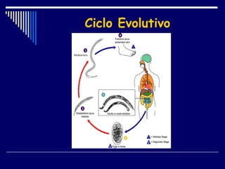 Ciclo Evolutivo 
