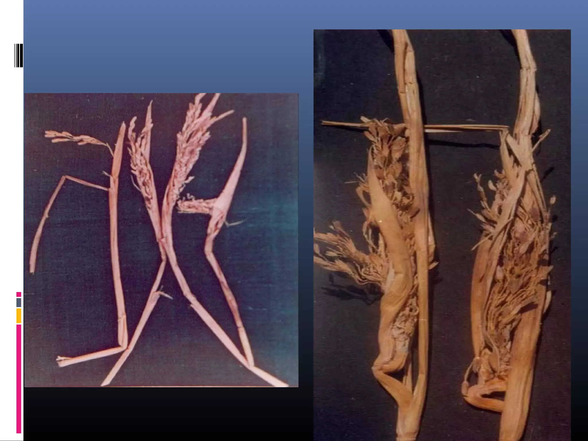 Pests Infested Rice Stem Nematode pest of rice | PPT
