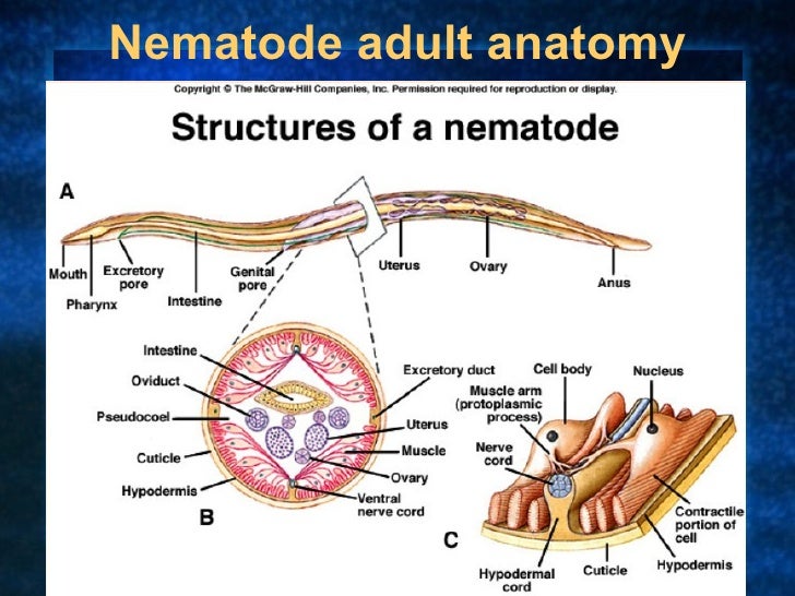 Nematode Notes