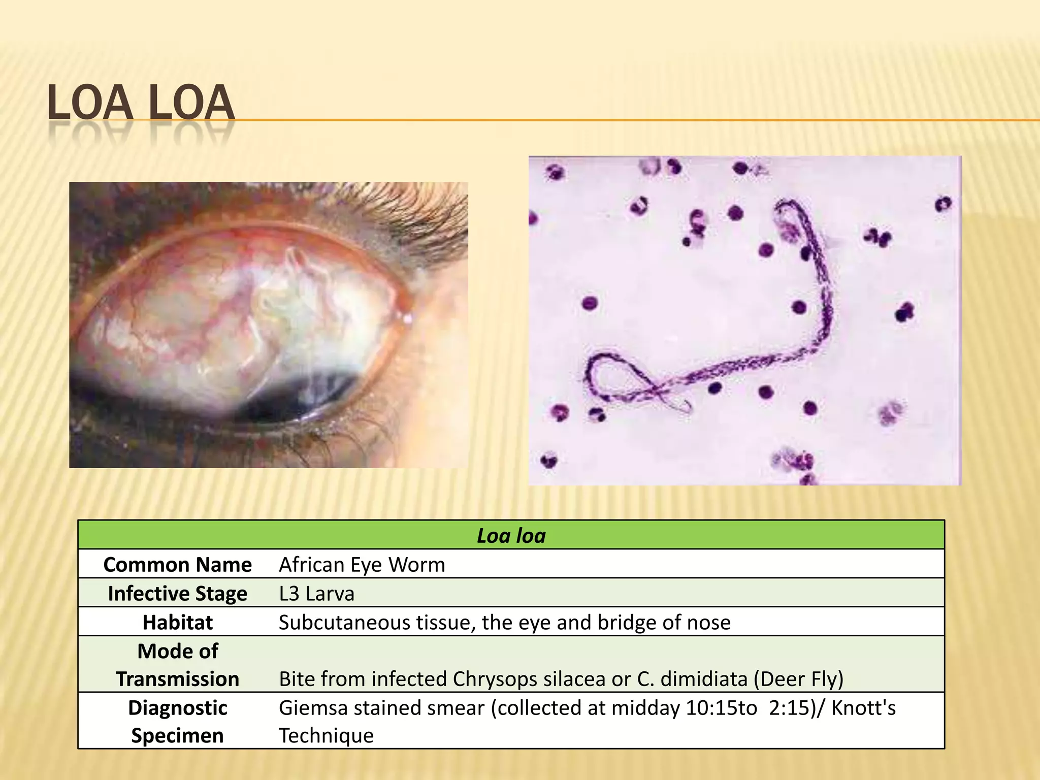 LOA LOA




                                        Loa loa
  Common Name       African Eye Worm
  Infective Stage   L3 Larva
      Habitat       Subcutaneous tissue, the eye and bridge of nose
      Mode of
   Transmission     Bite from infected Chrysops silacea or C. dimidiata (Deer Fly)
    Diagnostic      Giemsa stained smear (collected at midday 10:15to 2:15)/ Knott's
     Specimen       Technique
 