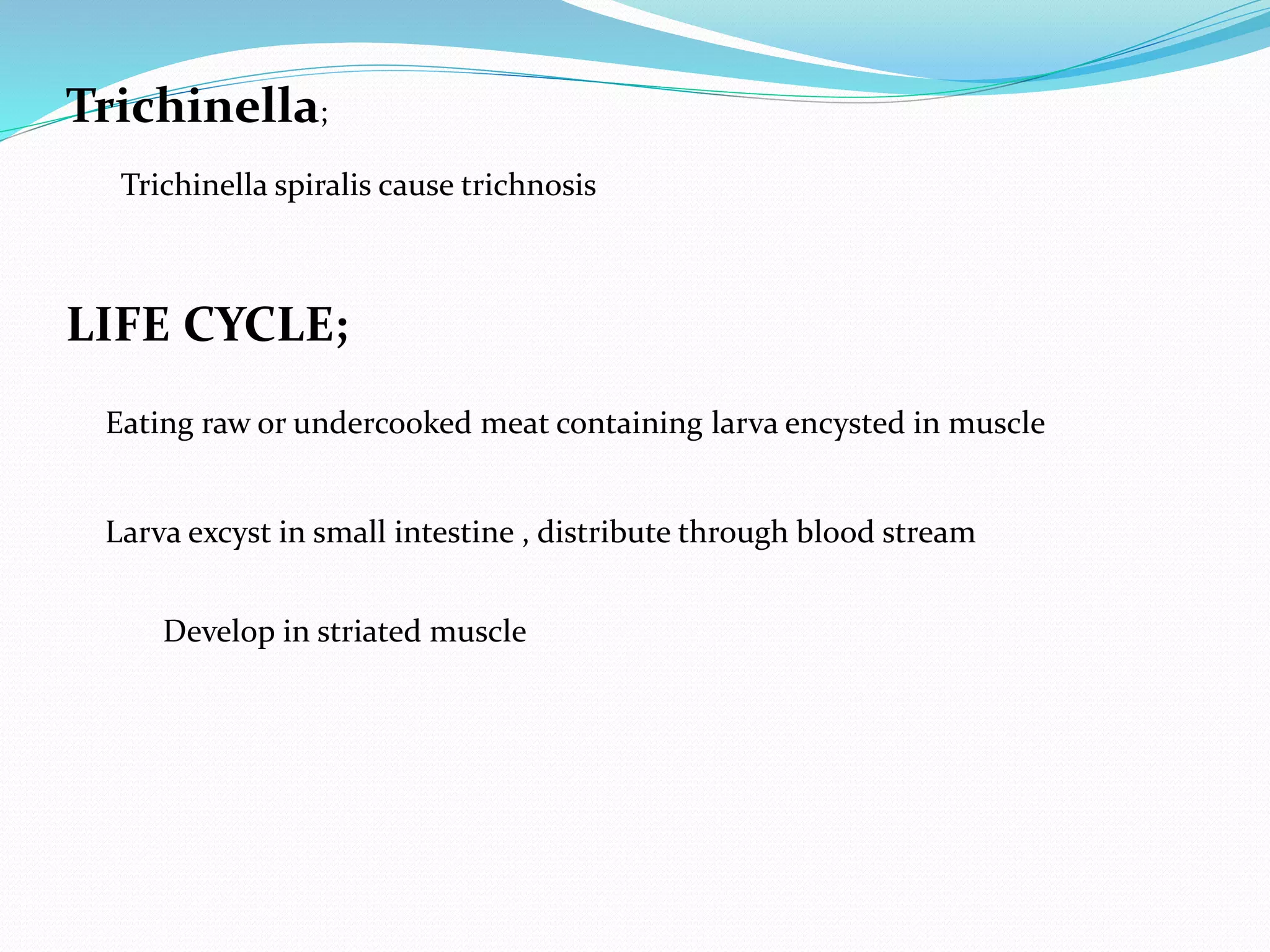 Trichinella;
Trichinella spiralis cause trichnosis
LIFE CYCLE;
Eating raw or undercooked meat containing larva encysted in muscle
Larva excyst in small intestine , distribute through blood stream
Develop in striated muscle
 
