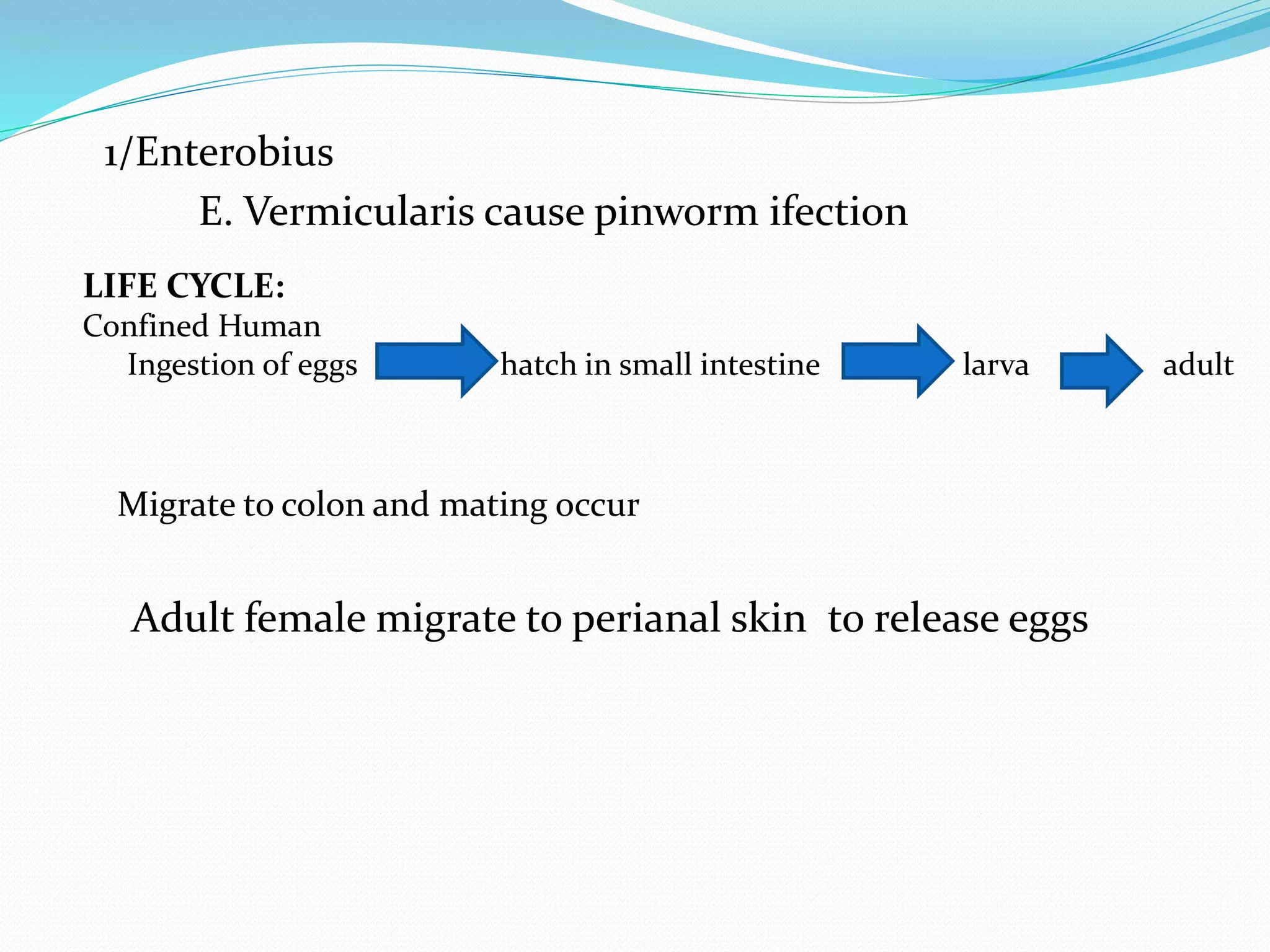 1/Enterobius
E. Vermicularis cause pinworm ifection
LIFE CYCLE:
Confined Human
Ingestion of eggs hatch in small intestine larva adult
Migrate to colon and mating occur
Adult female migrate to perianal skin to release eggs
 