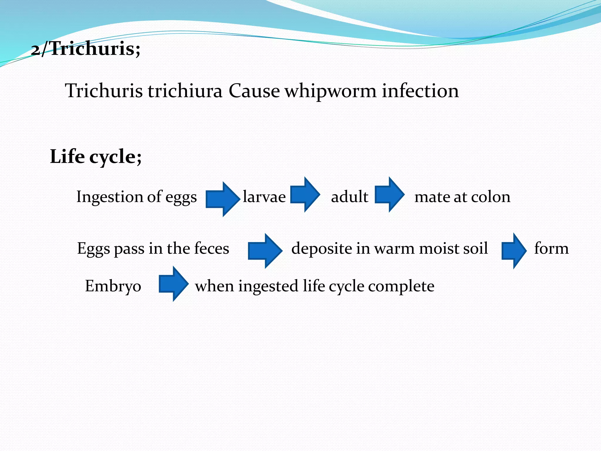 2/Trichuris;
Cause whipworm infectionTrichuris trichiura
Life cycle;
Ingestion of eggs larvae adult mate at colon
Eggs pass in the feces deposite in warm moist soil form
Embryo when ingested life cycle complete
 