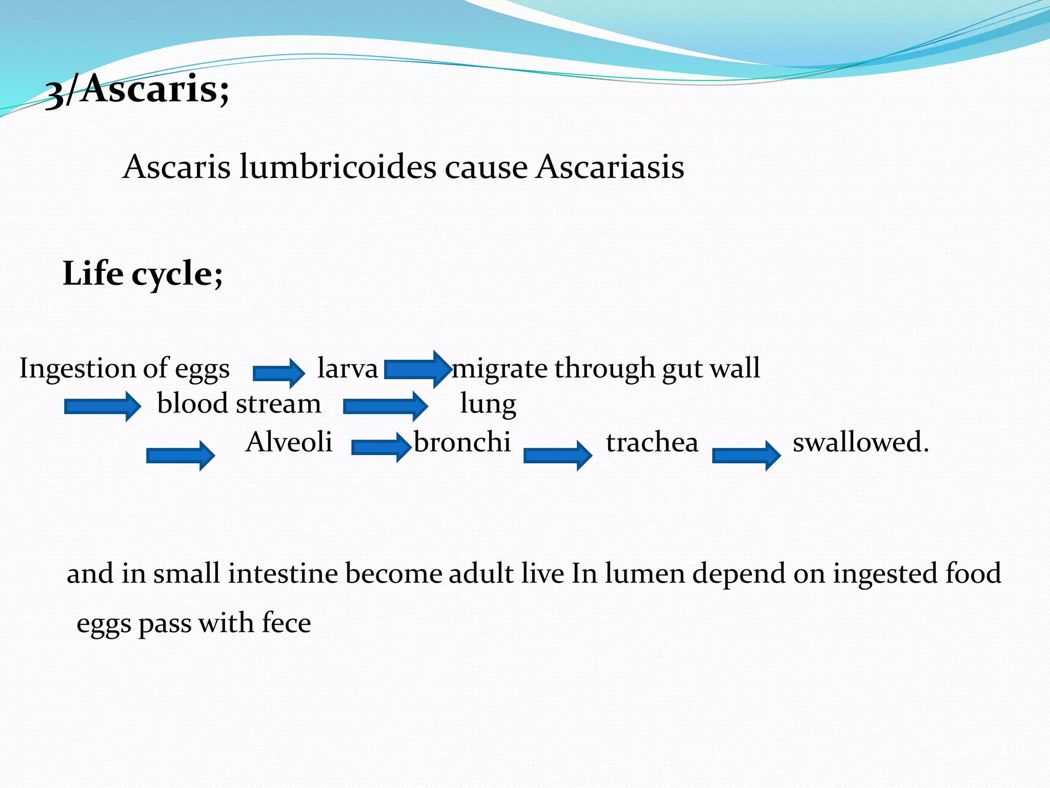 3/Ascaris;
Ascaris lumbricoides cause Ascariasis
Life cycle;
Ingestion of eggs larva migrate through gut wall
blood stream lung
Alveoli bronchi trachea swallowed.
and in small intestine become adult live In lumen depend on ingested food
eggs pass with fece
 