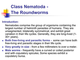 Class Nematoda -
The Roundworms
Introduction:
Nematodes comprise the group of organisms containing the
largest number of helminth parasites of humans. They are
unsegmented, bilaterally symmetrical, and exhibit great
variation in their life cycles. Generally, they are long-lived (1-
30+ years).
 Both free-living and parasitic forms - some can have both
free-living and parasitic stages in their life cycle.
 Vary greatly in size - from a few millimeters to over a meter.
 Male worms - frequently have a curved or coiled posterior
end with copulatory spicules; Some species exhibit a
copulatory bursa.
 