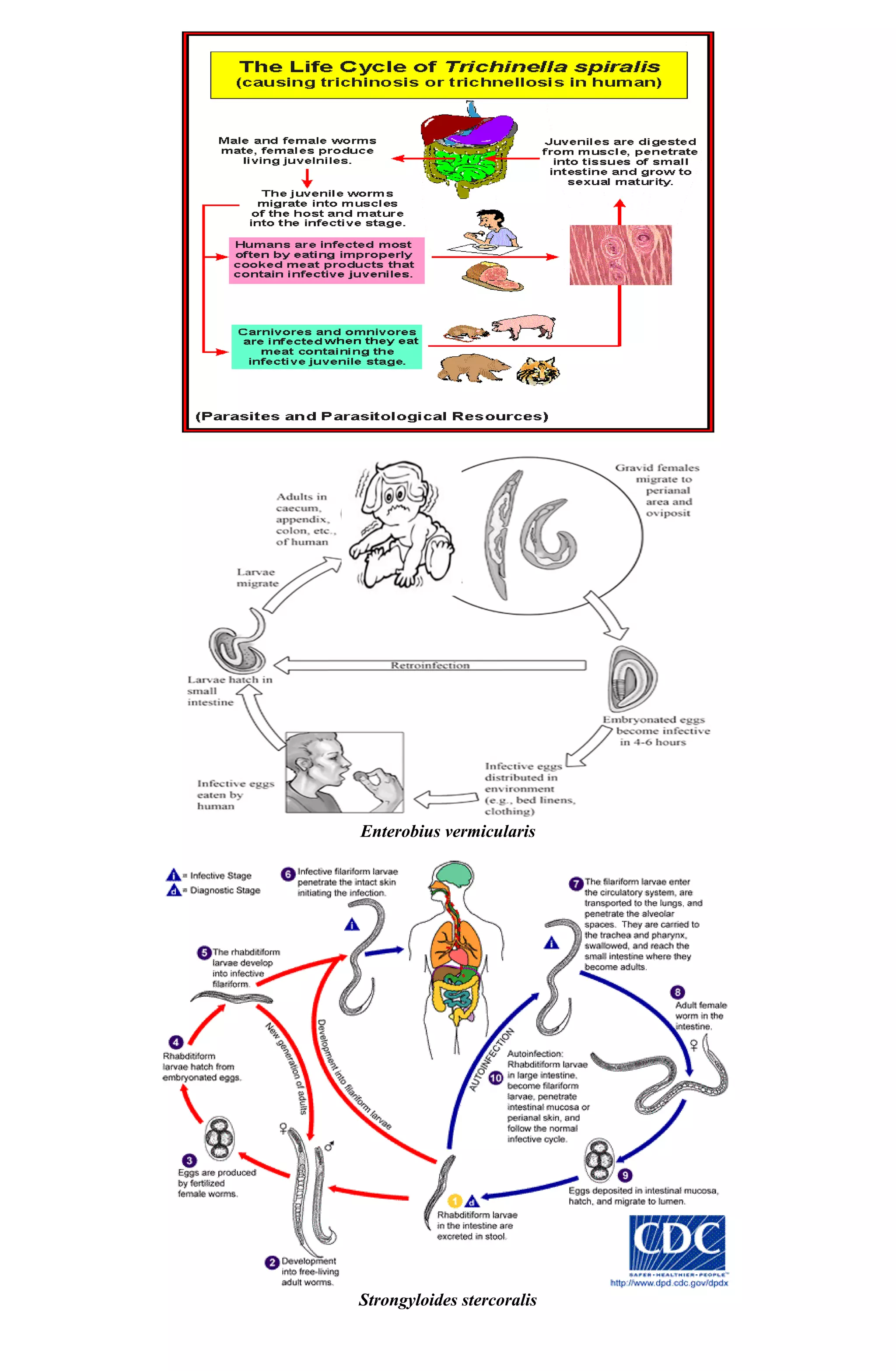 Nematodes Trematodes And Cestodes Handouts PDF nematodes-trematodes-and-cestodes-handouts-pdf