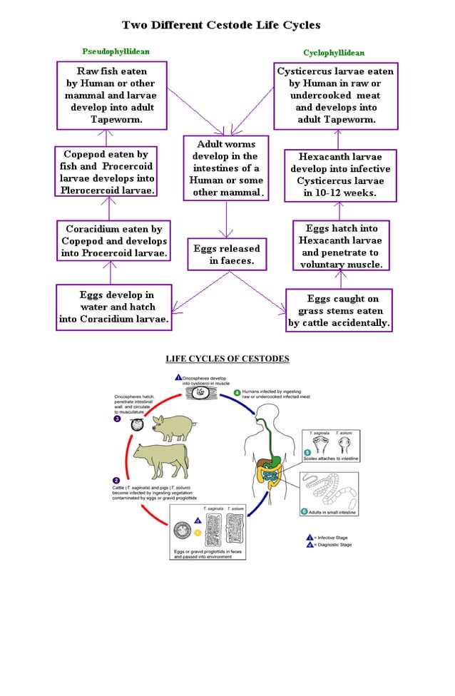 Nematodes trematodes and cestodes handouts | PDF