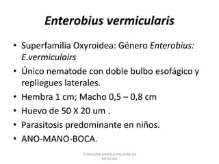 FUNDACION BARCELO FACULTAD DE
MEDICINA
Enterobius vermicularis
• Superfamilia Oxyroidea: Género Enterobius:
E.vermiculairs
• Único nematode con doble bulbo esofágico y
repliegues laterales.
• Hembra 1 cm; Macho 0,5 – 0,8 cm
• Huevo de 50 X 20 um .
• Parasitosis predominante en niños.
• ANO-MANO-BOCA.
 
