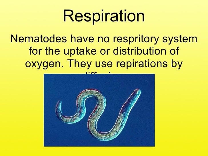 Nematodes