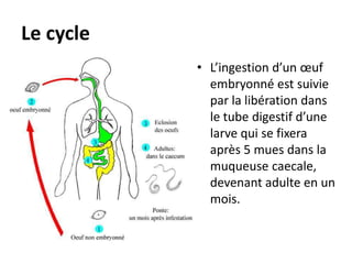 Le cycle
           • L’ingestion d’un œuf
             embryonné est suivie
             par la libération dans
             le tube digestif d’une
             larve qui se fixera
             après 5 mues dans la
             muqueuse caecale,
             devenant adulte en un
             mois.
 